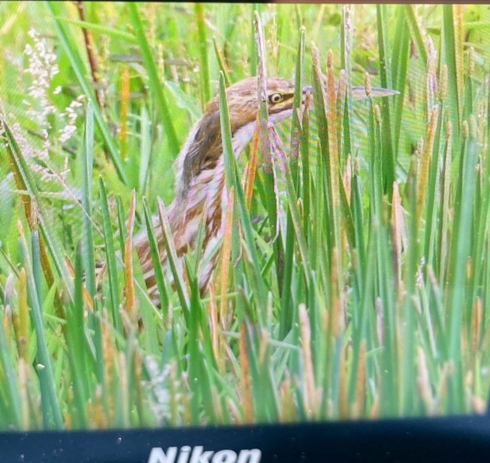 American Bittern - Fernando Barrantes