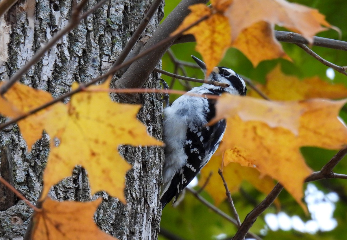 Hairy Woodpecker - ML611066289