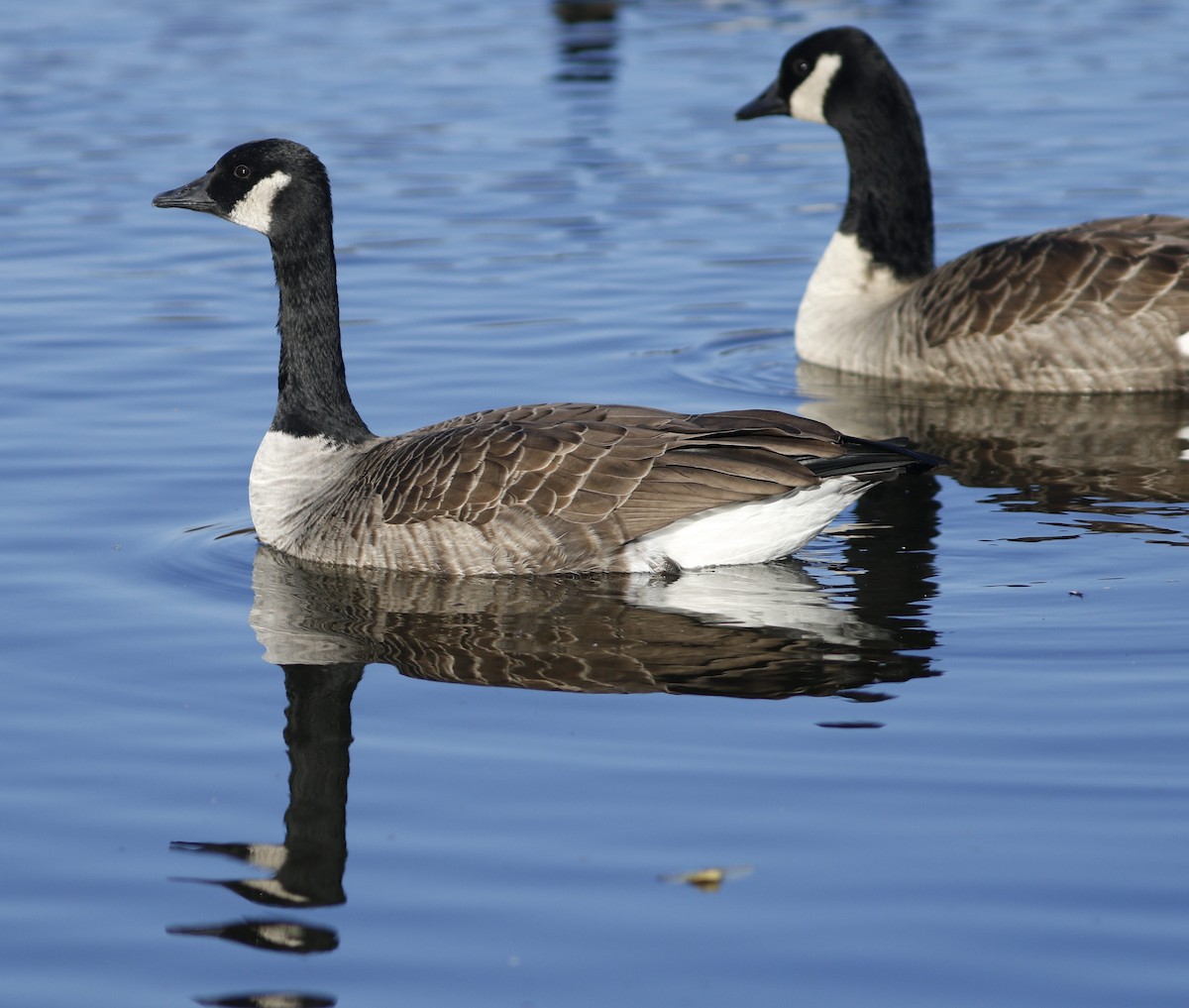 Canada Goose - ML611066292