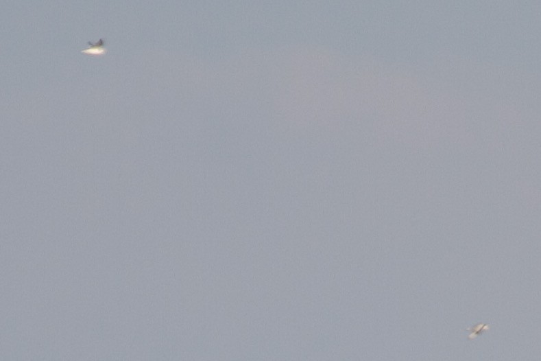 Black-legged Kittiwake - Dan Haas