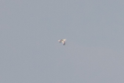 Black-legged Kittiwake - Dan Haas