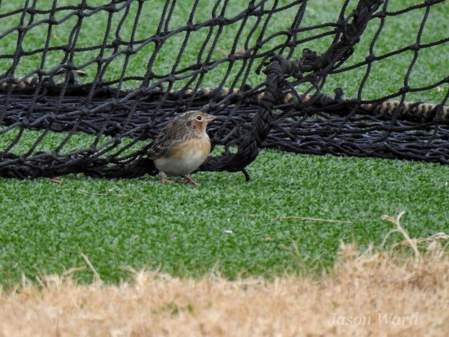 Grasshopper Sparrow - ML611066393