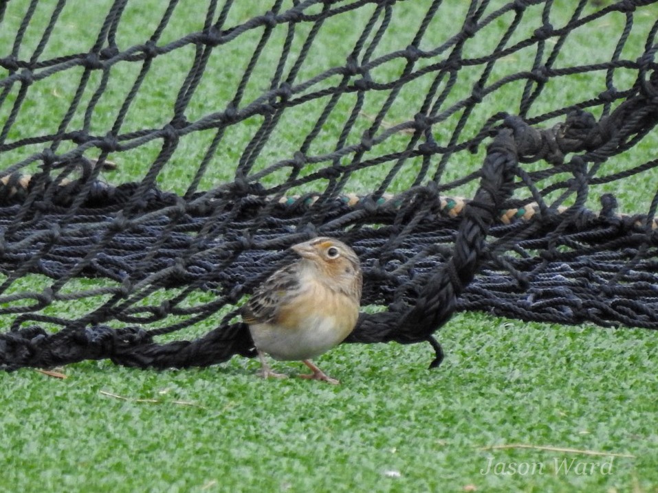 Grasshopper Sparrow - ML611066394