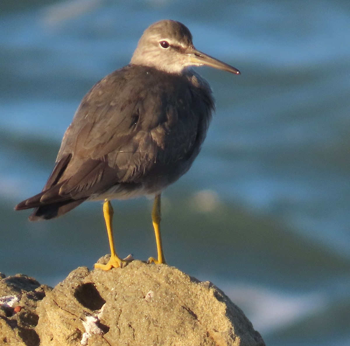 Wandering Tattler - ML611066400