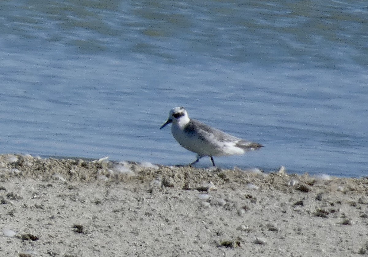 Red Phalarope - ML611066437