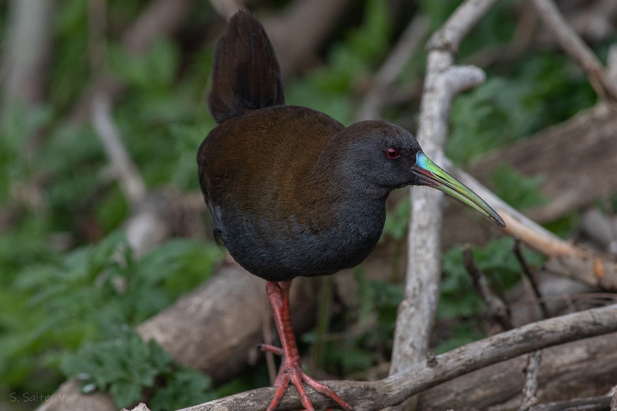 Plumbeous Rail - ML611066497