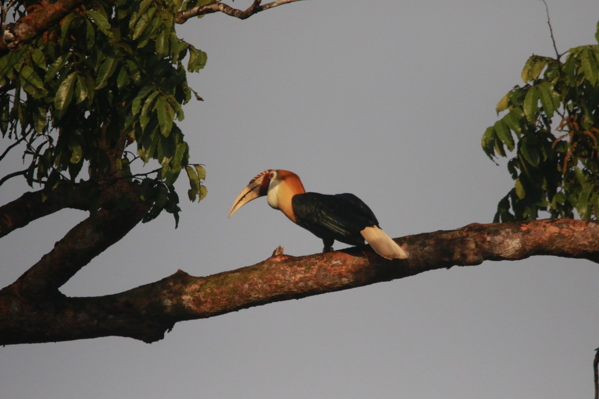 Blyth's Hornbill - Yovie Jehabut