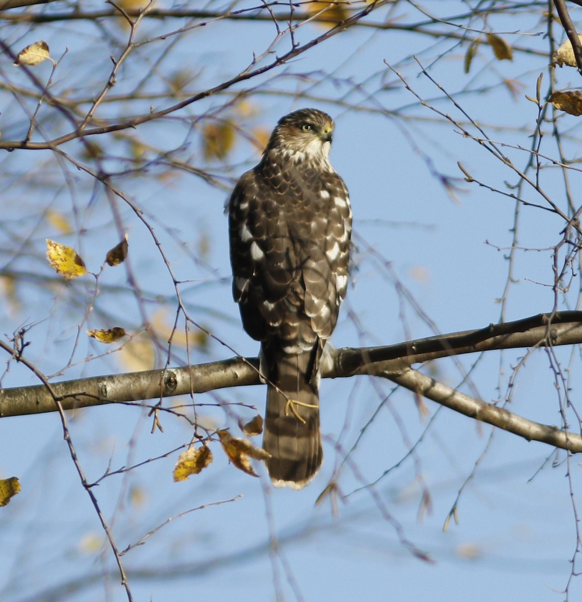 Cooper's Hawk - Alexander "Sasha" Keyel