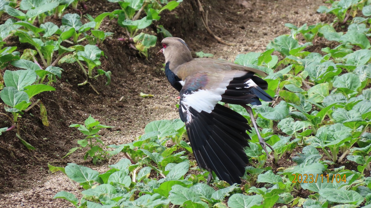 Southern Lapwing - ML611066559