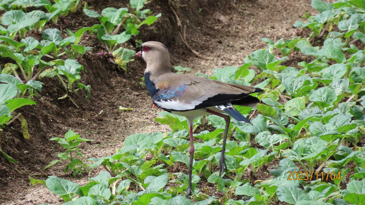 Southern Lapwing - ML611066560