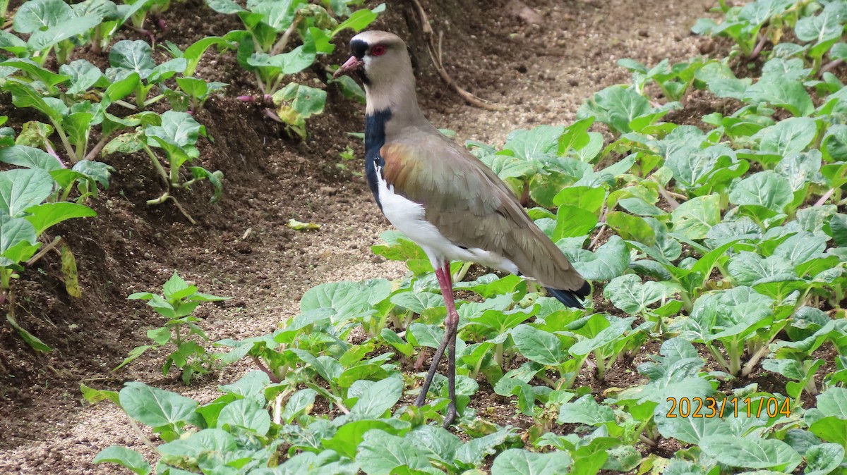 Southern Lapwing - ML611066561