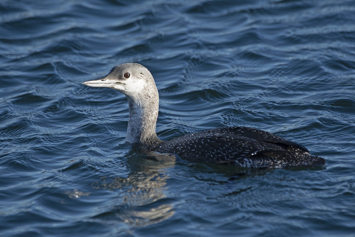 Red-throated Loon - ML611066572