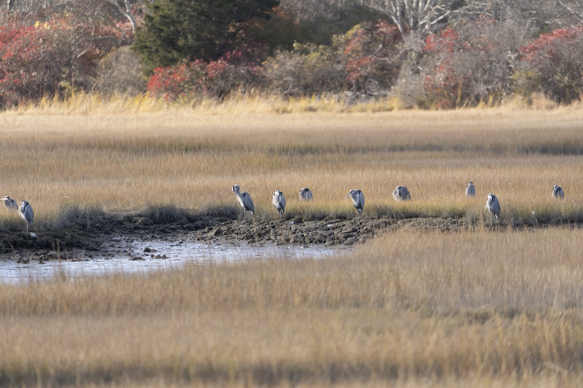 Great Blue Heron - ML611066586