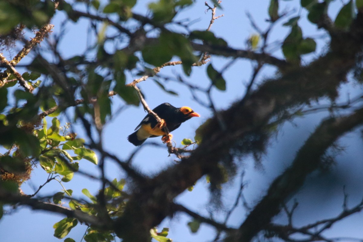 Yellow-faced Myna - ML611066593