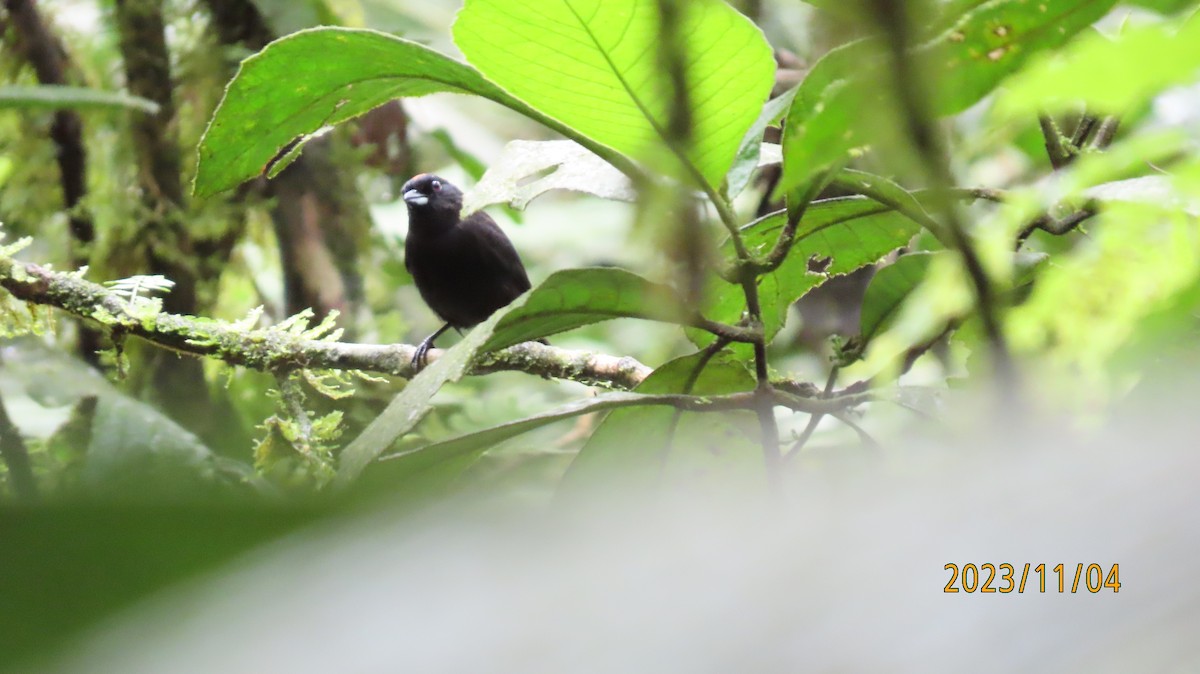 Tawny-crested Tanager - ML611066630