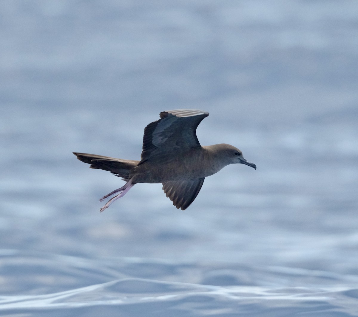 Wedge-tailed Shearwater - ML611066706