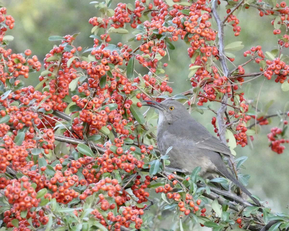 Curve-billed Thrasher - ML611066767