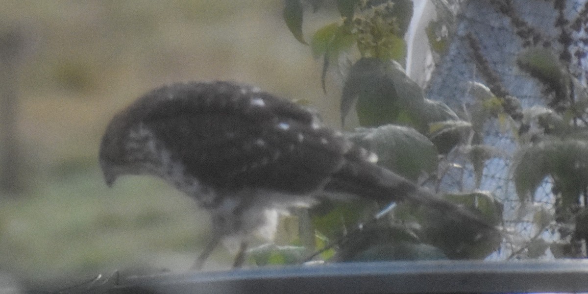 Cooper's Hawk - ML611066789