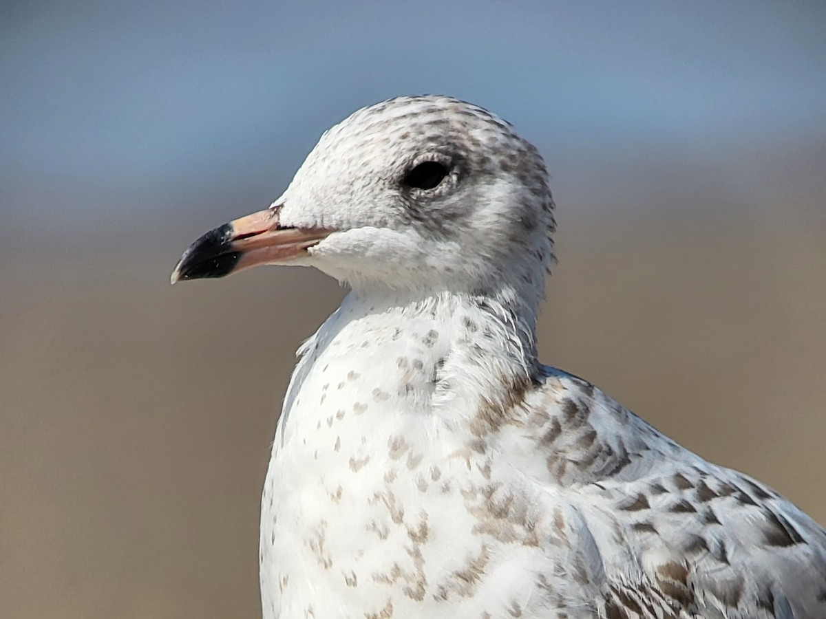 Ring-billed Gull - ML611066790