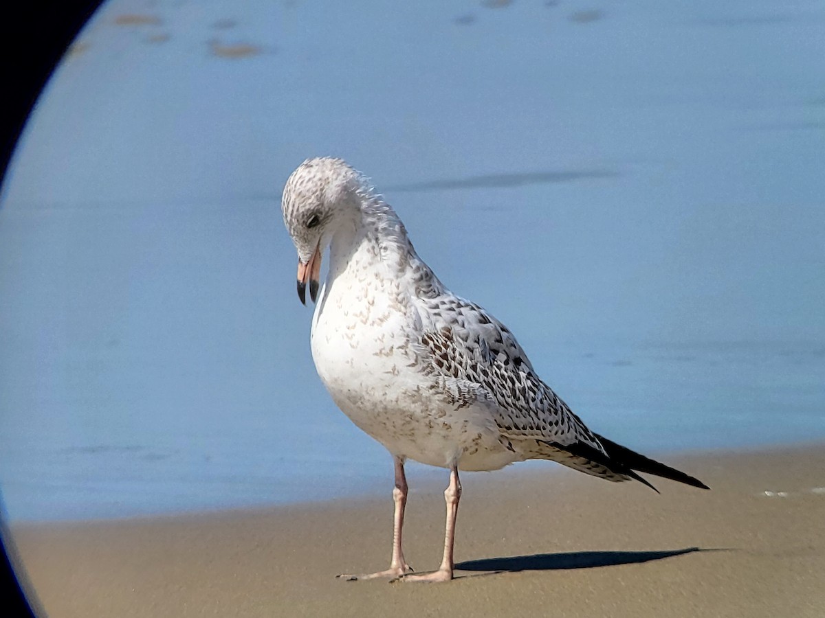 Ring-billed Gull - Nicole Durtschi