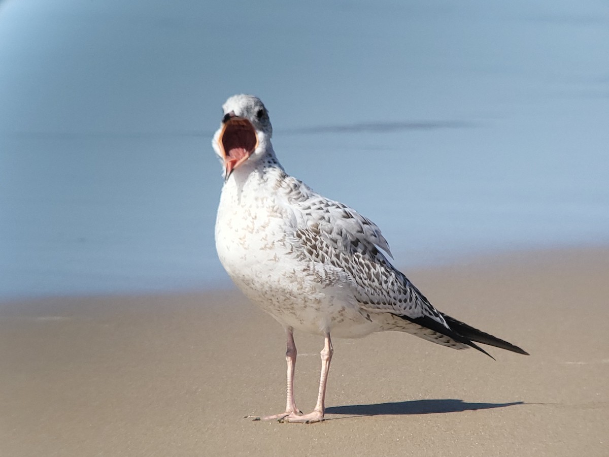 Ring-billed Gull - ML611066794