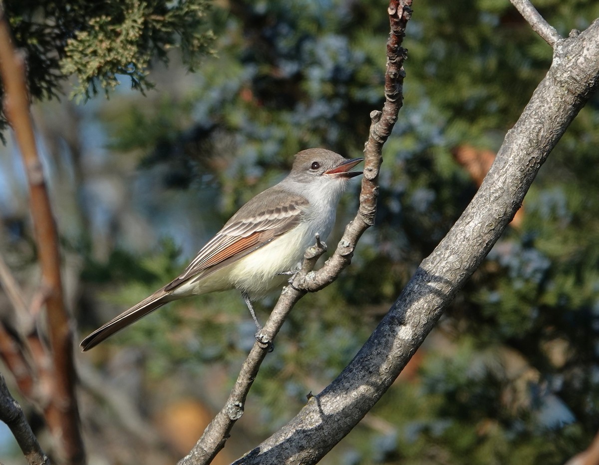 Ash-throated Flycatcher - Claus Holzapfel