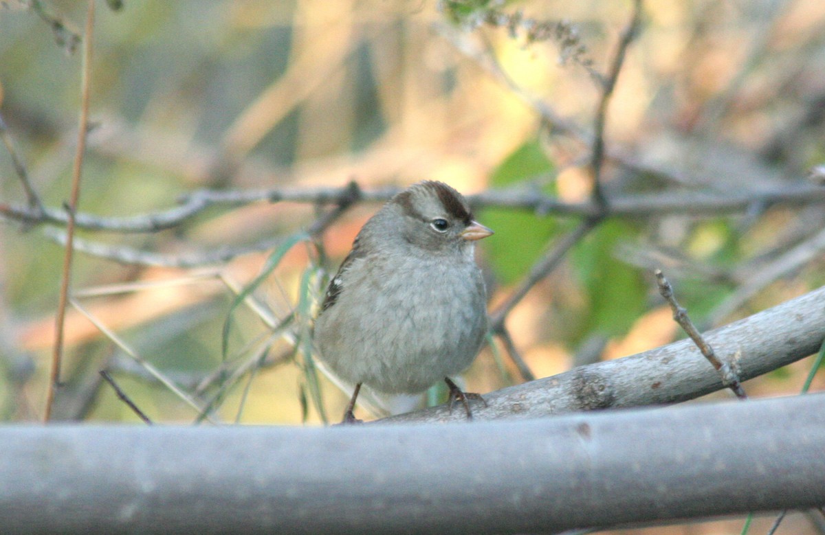 White-crowned Sparrow - Charlie Anich