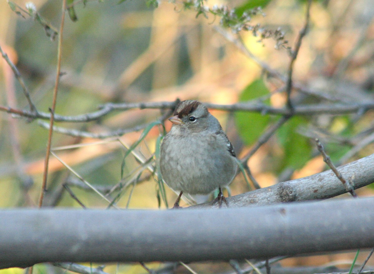 White-crowned Sparrow - Charlie Anich