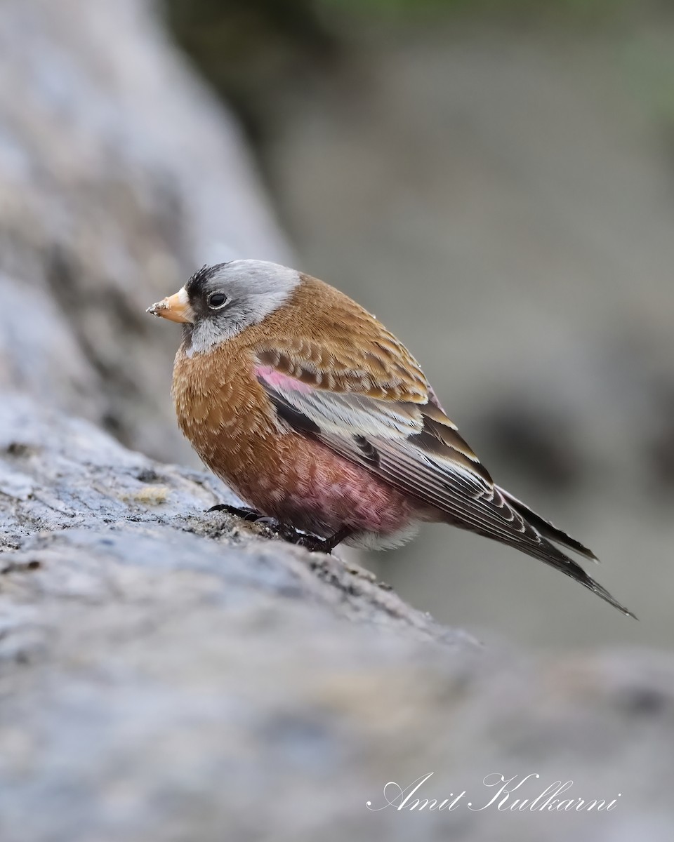 Gray-crowned Rosy-Finch - Amit Kulkarni