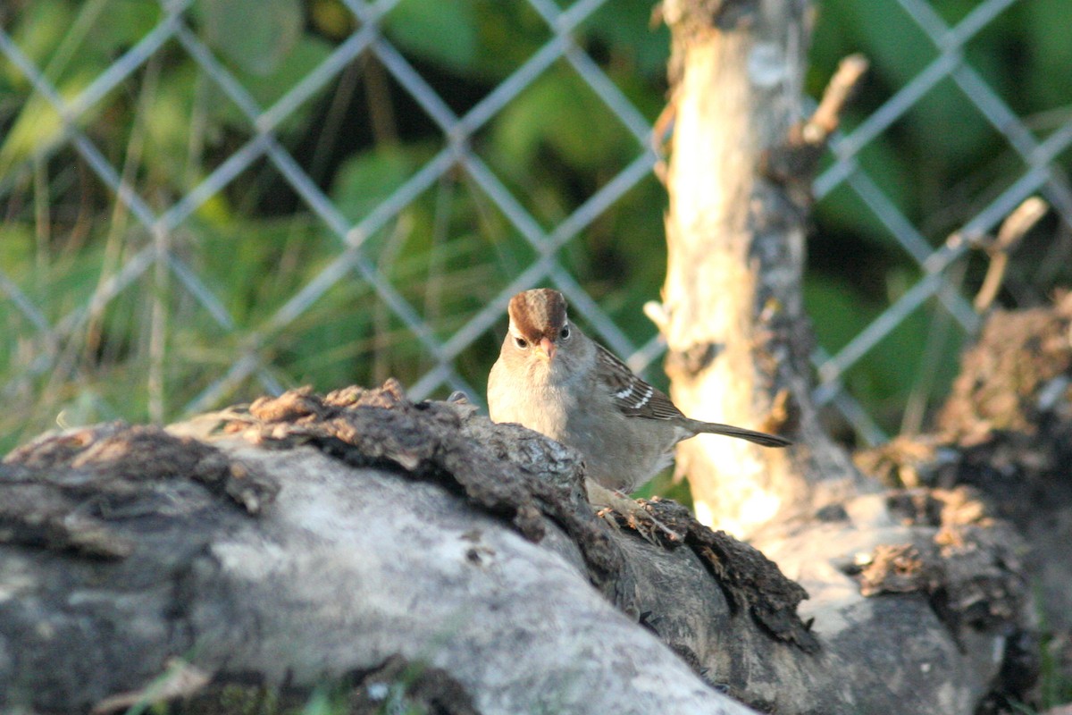 White-crowned Sparrow - Charlie Anich