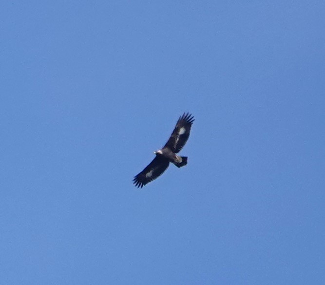 Steinadler - ML611066856