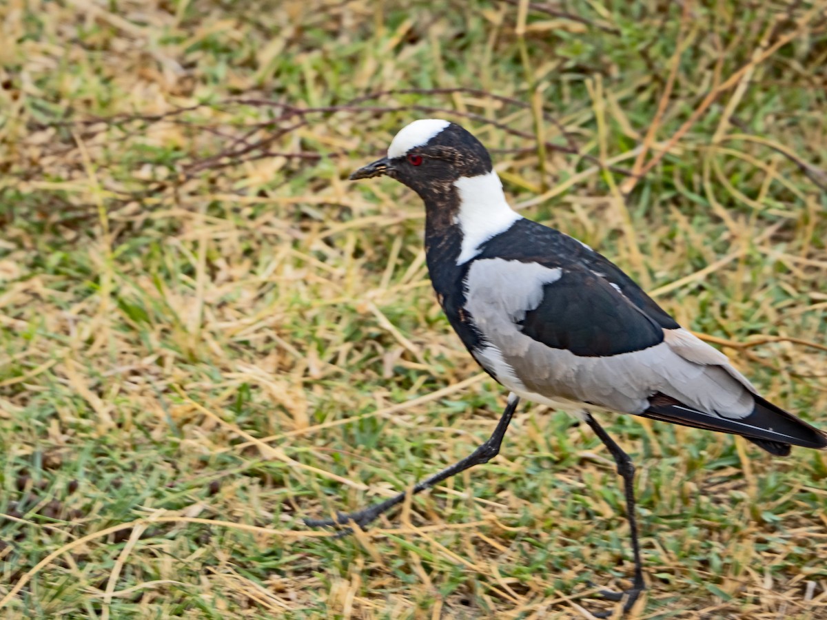 Blacksmith Lapwing - ML611066950