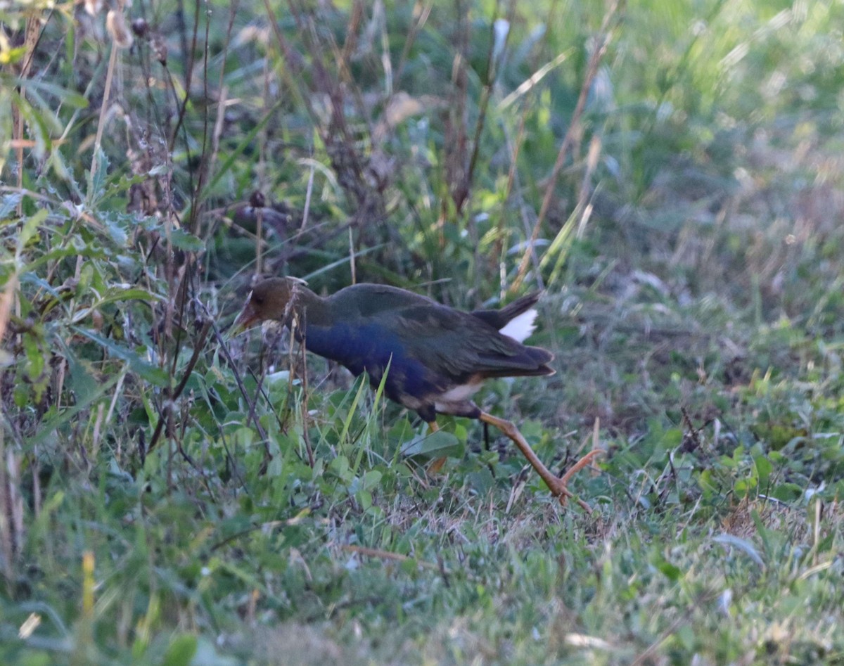 Purple Gallinule - ML611066954