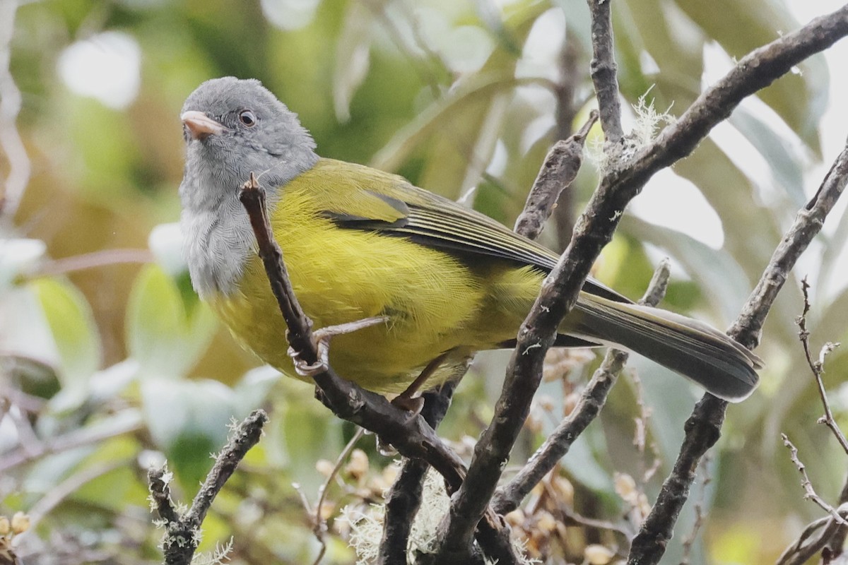 Gray-hooded Bush Tanager (rubrirostris) - John Mills