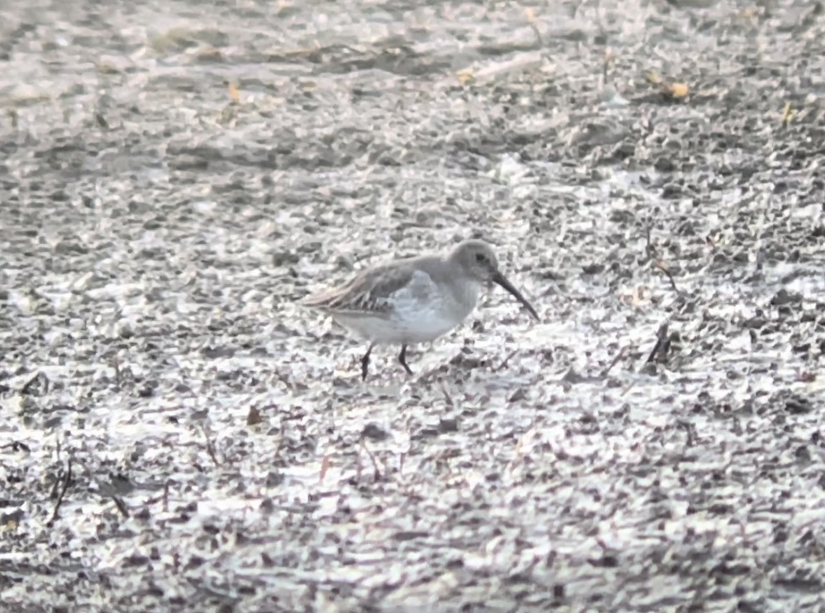 Dunlin - ML611067121