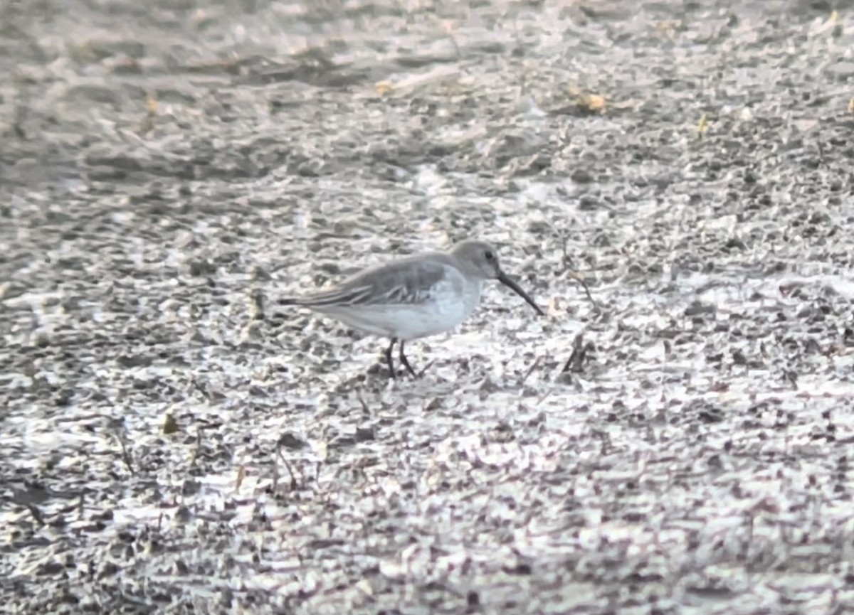 Dunlin - ML611067122