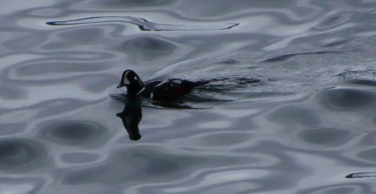 Harlequin Duck - Dianne Murray