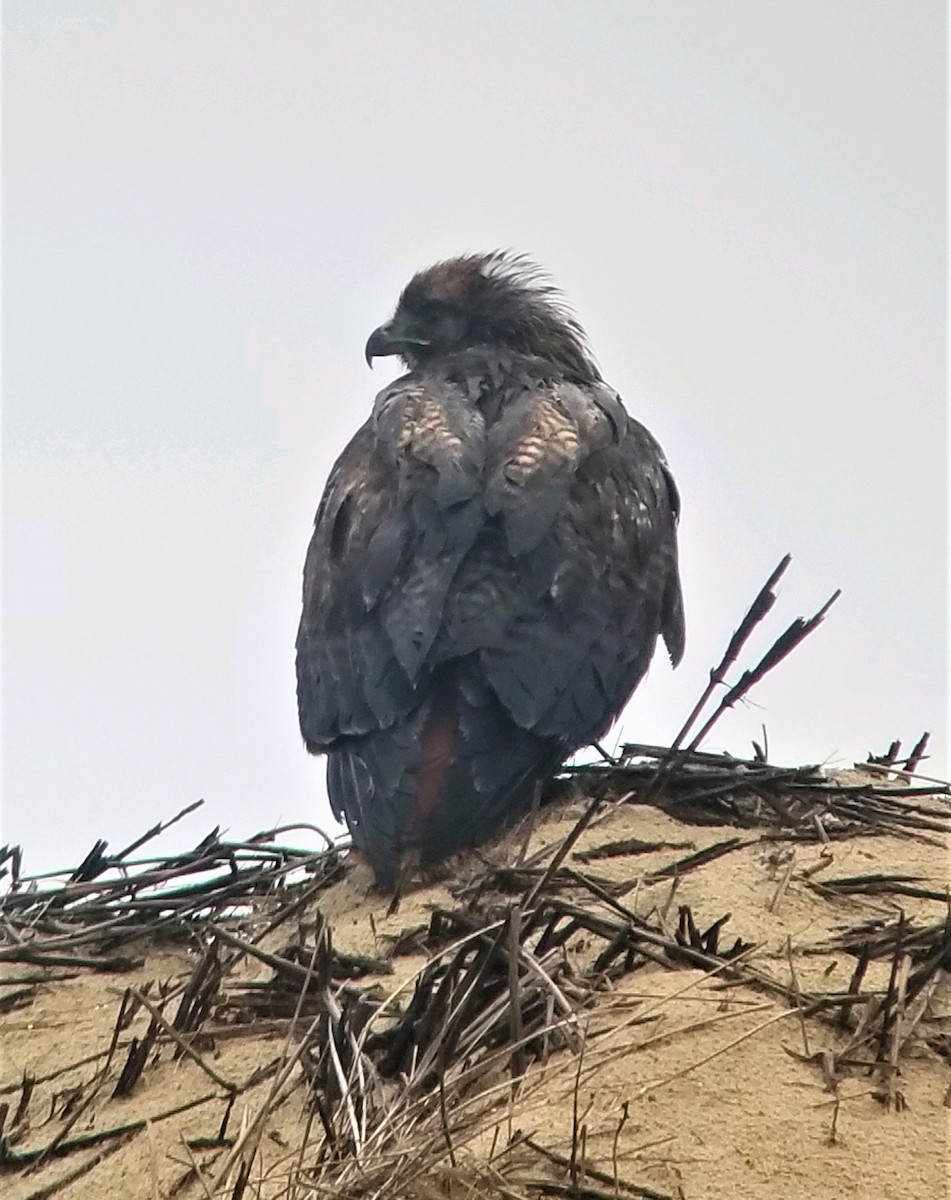 Red-tailed Hawk - ML611067181