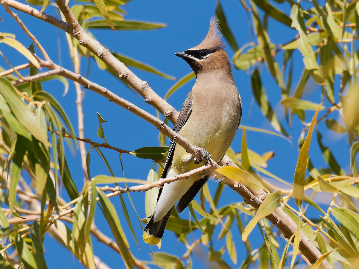 Cedar Waxwing - ML611067203