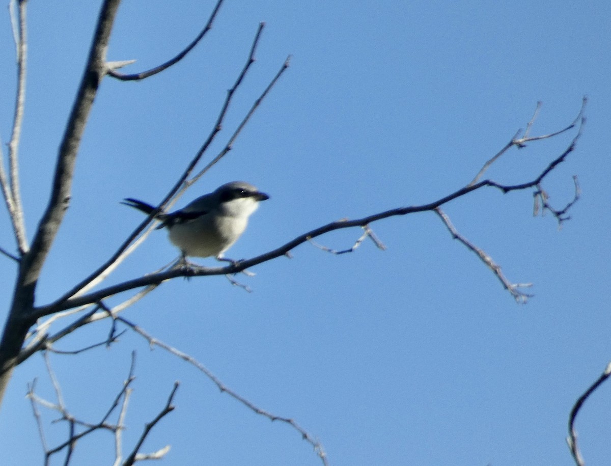 Loggerhead Shrike - ML611067220