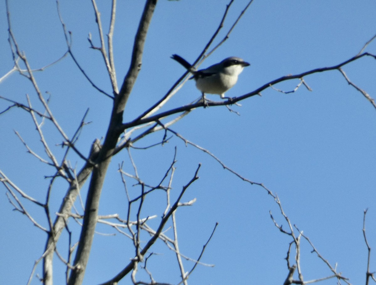 Loggerhead Shrike - ML611067221