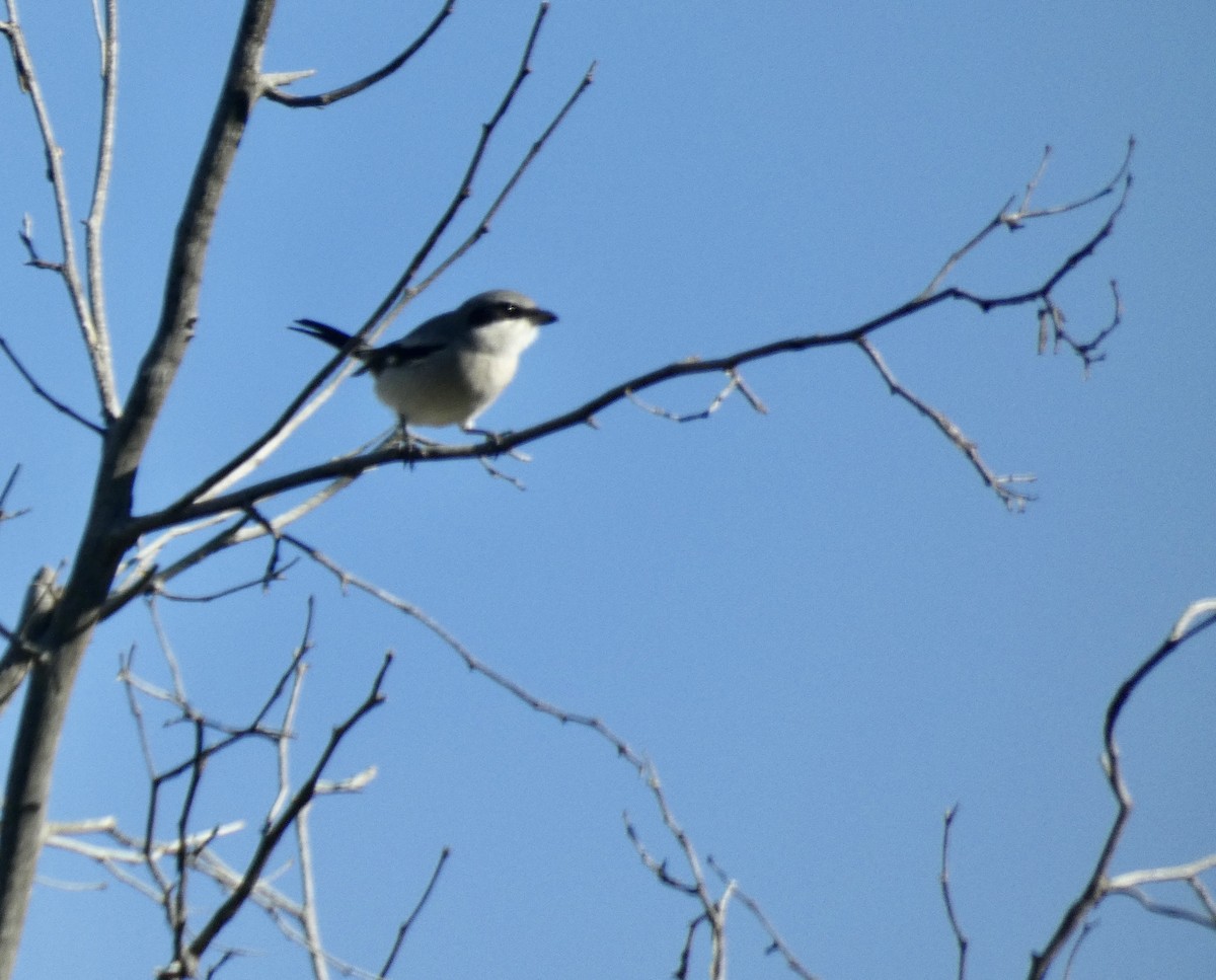 Loggerhead Shrike - ML611067222