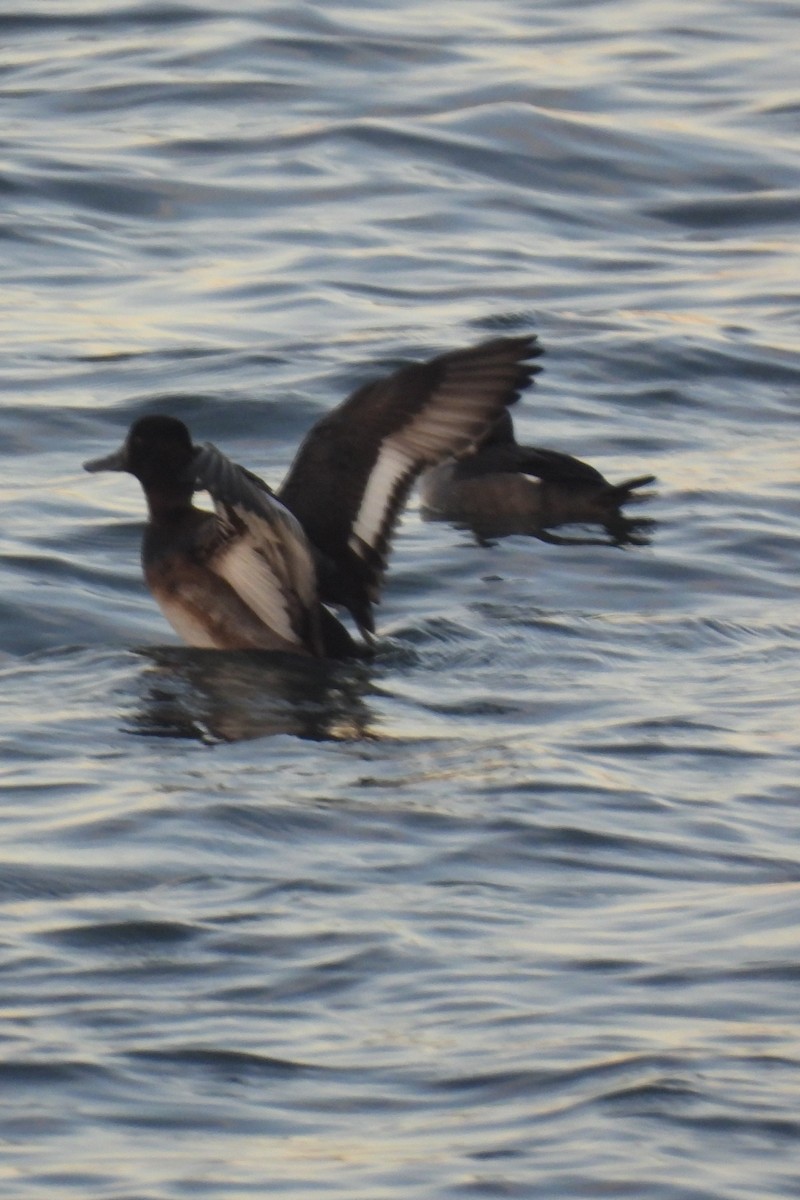 Lesser Scaup - ML611067233