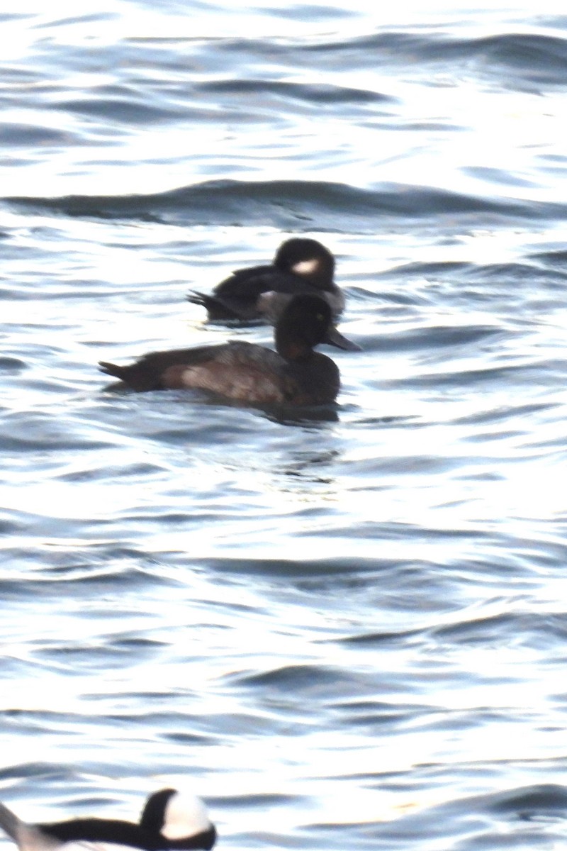 Lesser Scaup - ML611067234