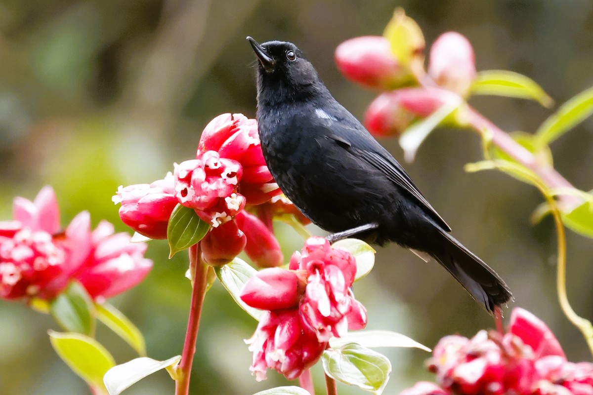 Glossy Flowerpiercer - John Mills