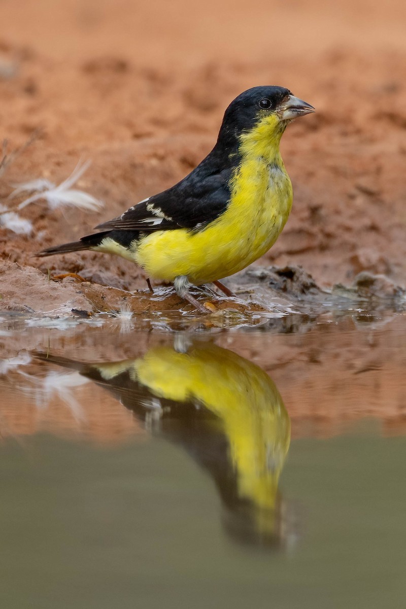 Lesser Goldfinch - ML611067251