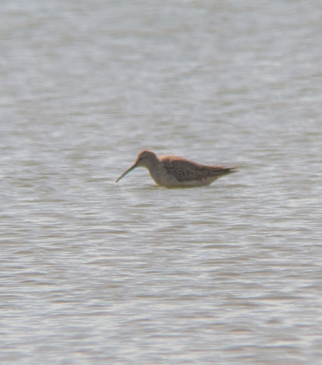 Stilt Sandpiper - ML611067278