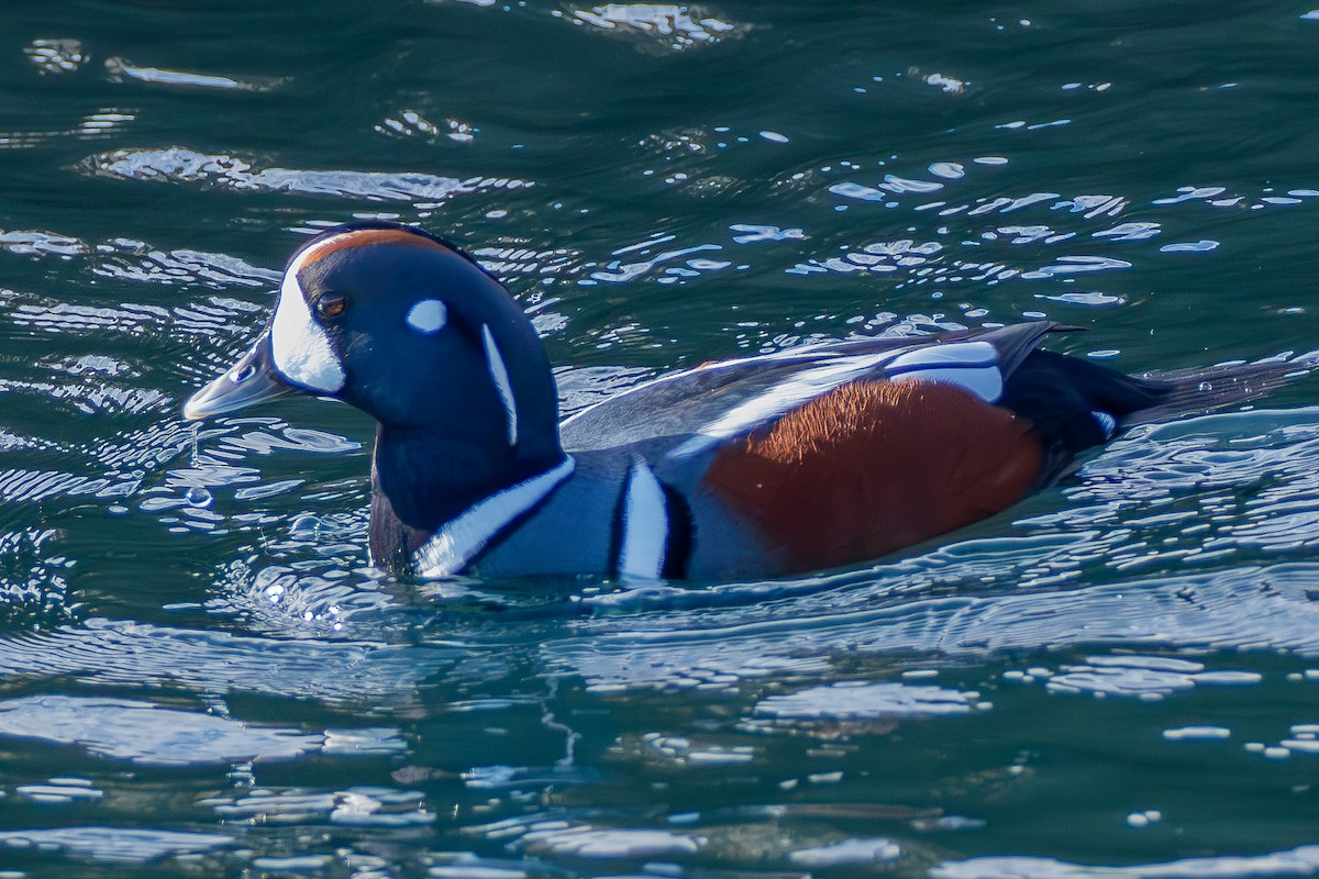 Harlequin Duck - ML611067294