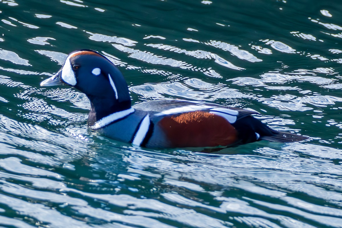 Harlequin Duck - David Bergstrom