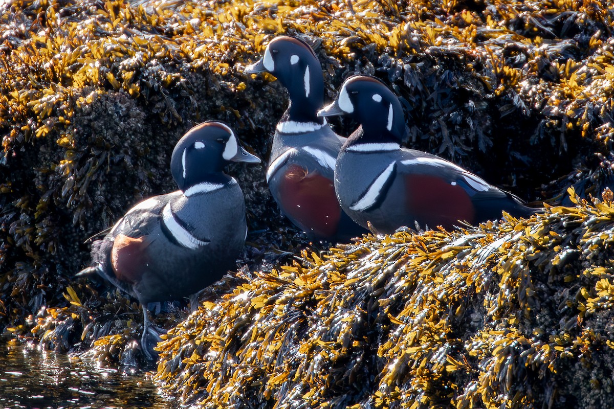 Harlequin Duck - ML611067299